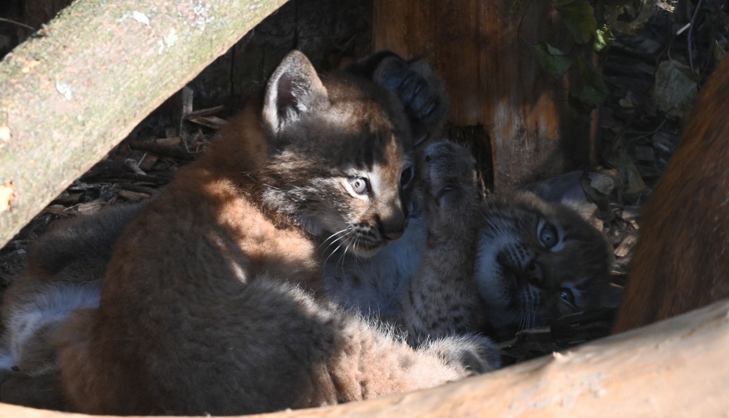 Lūsēni Demija un Rems Rīgas Zooloģiskajā dārzā