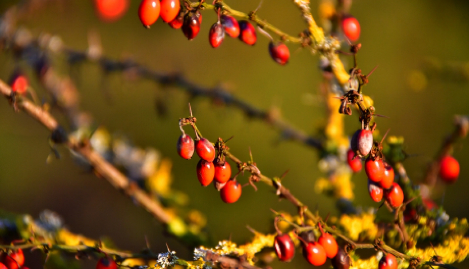 Jauno pensiju un pabalstu izmaksām ir pārejas periods