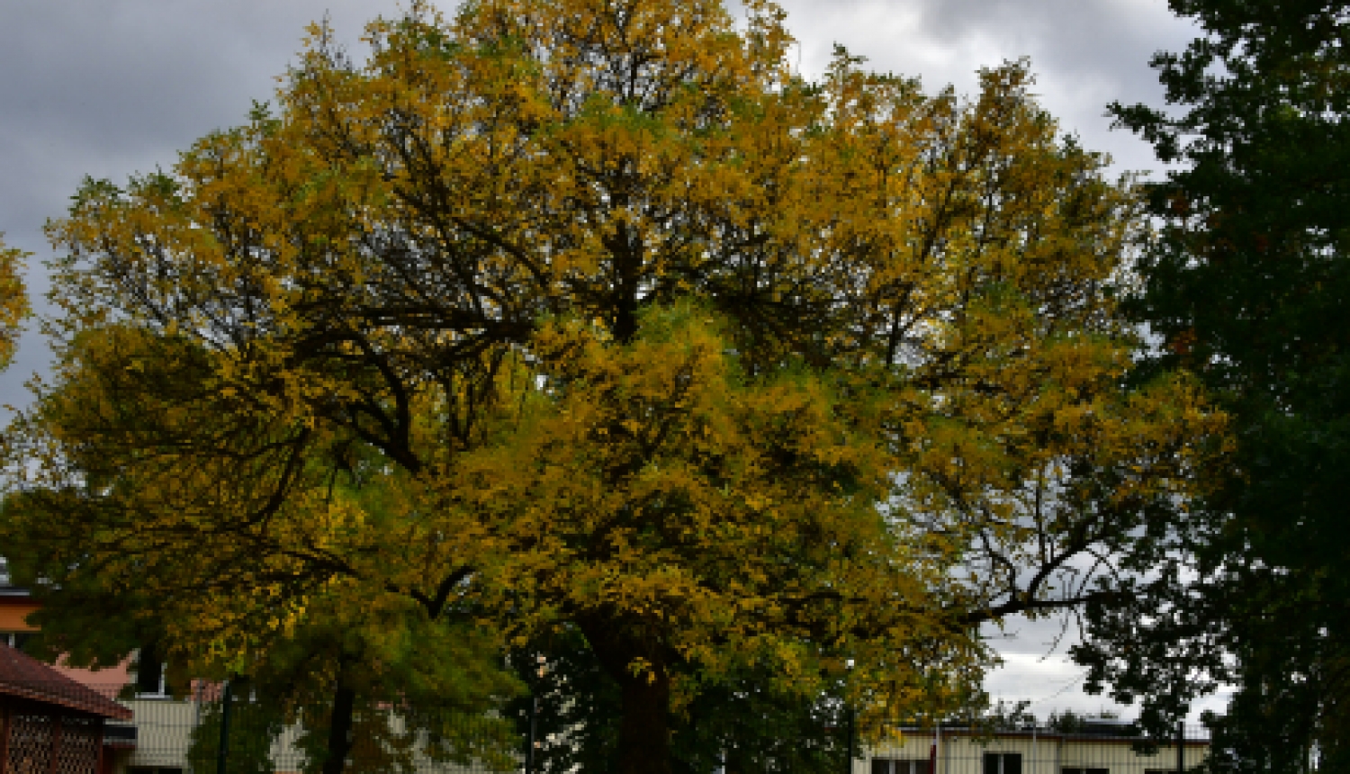 Pašvaldības darbinieki pasaules talkas dienā stādīs kokus