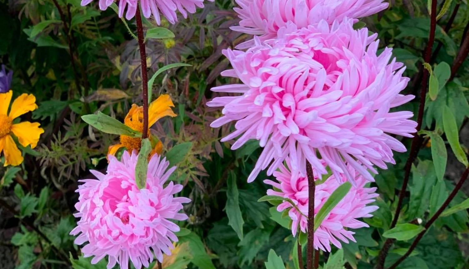 Psihologa vaditas informatīvas lekcijas