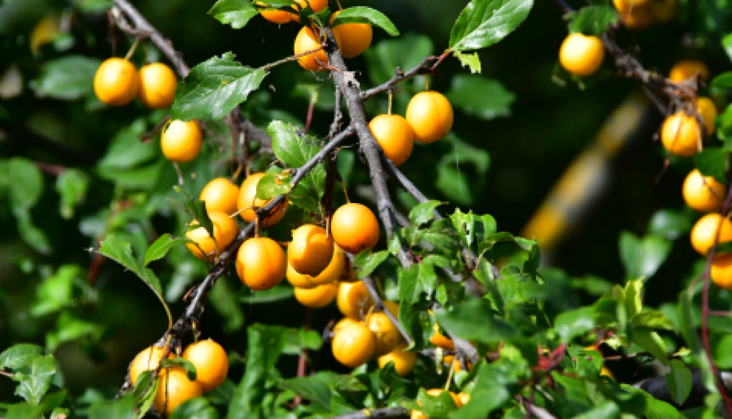 Aicina pieteikties dalībai Miķeļdienas gadatirgū