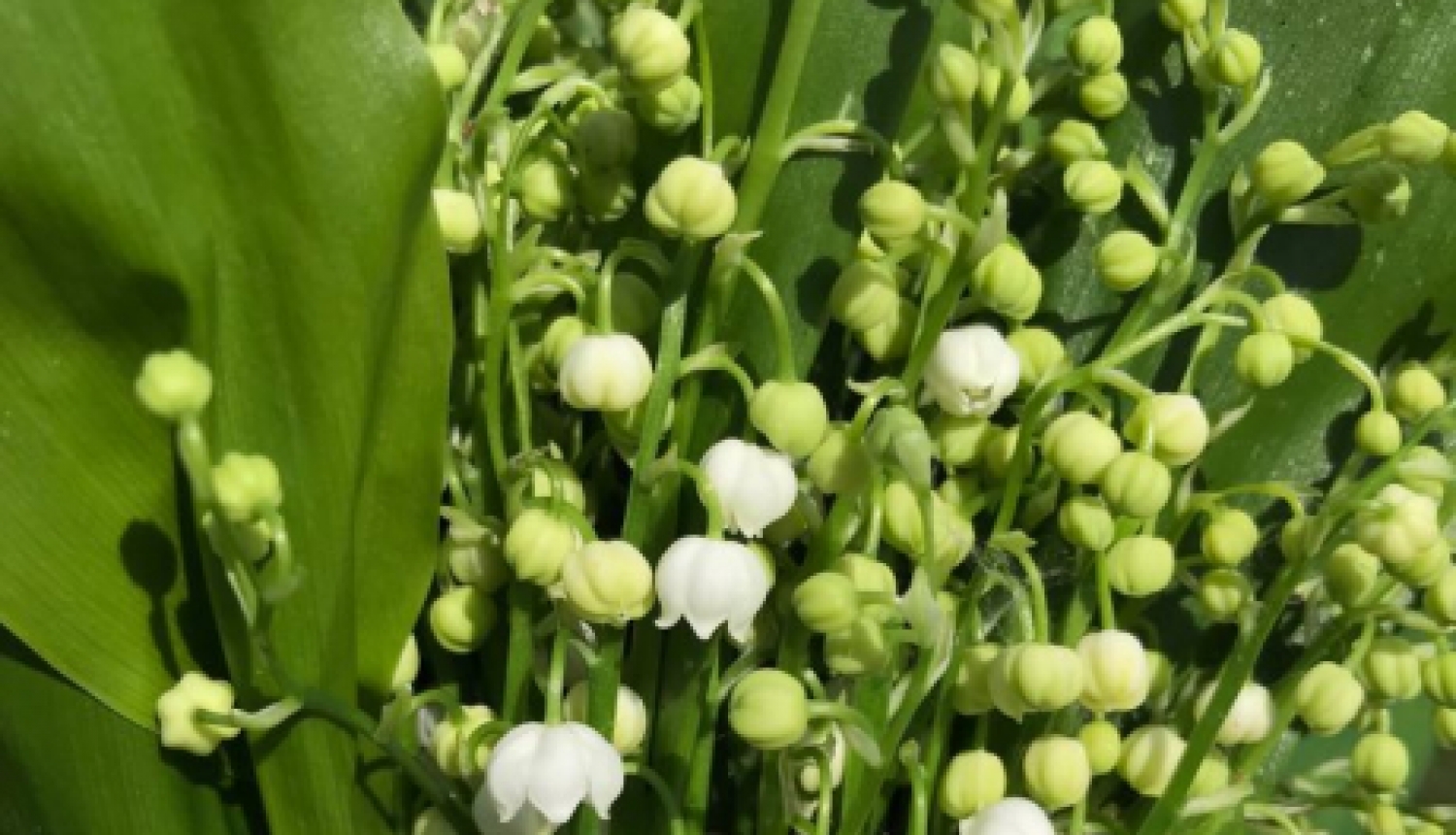 Bezmaksas lekcija “Stress un veselība”