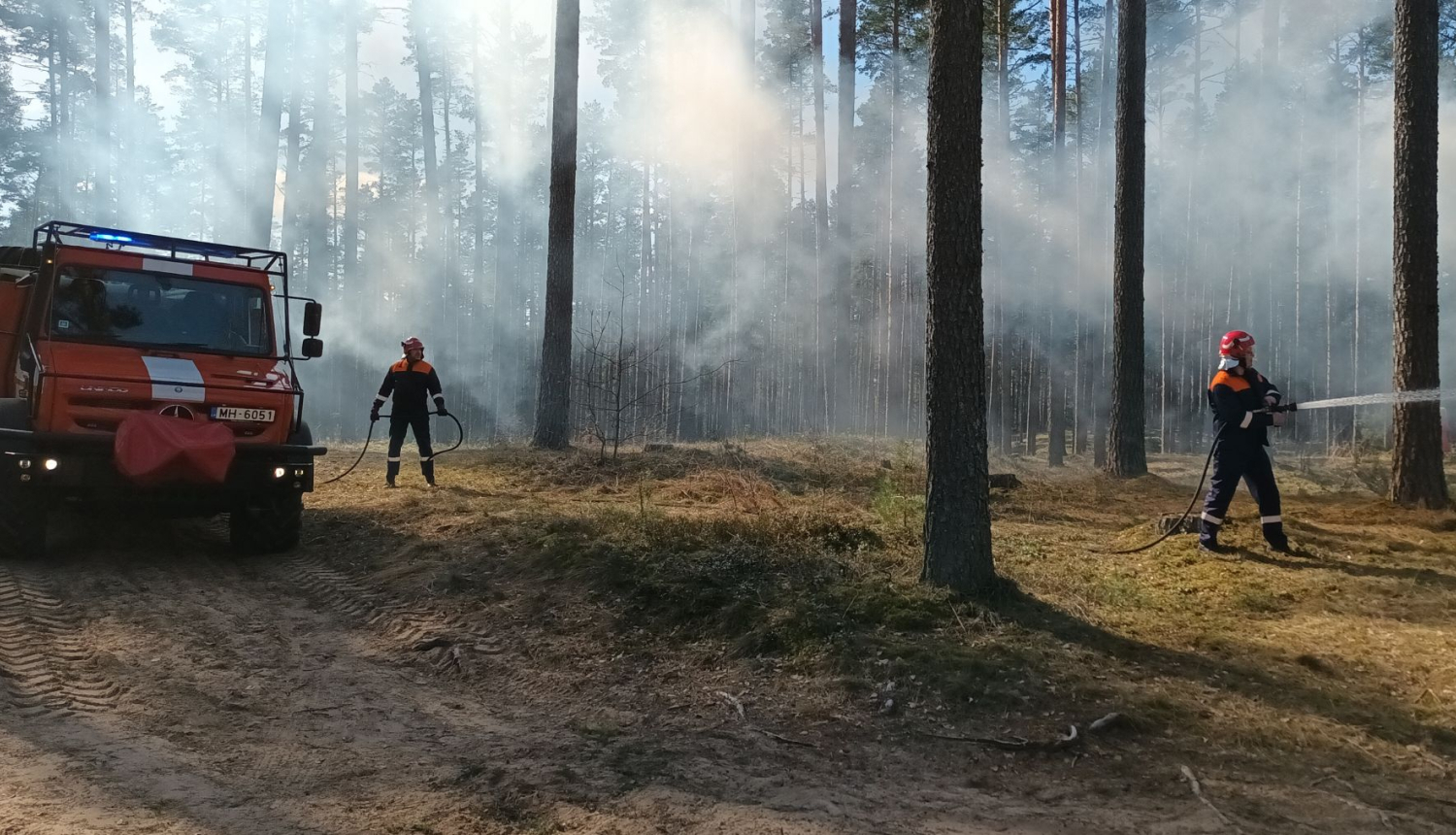 Valsts meža dienests