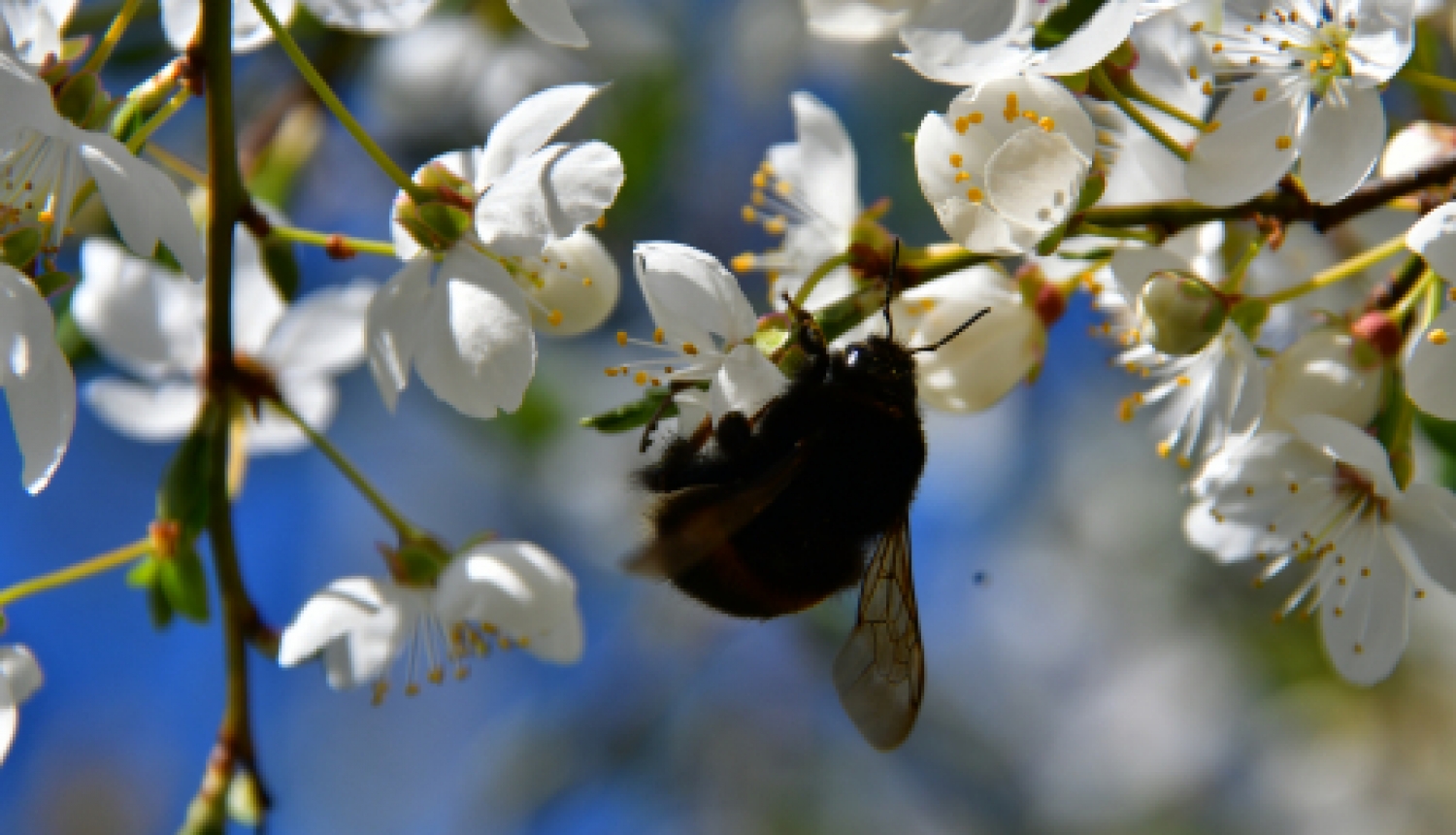Apstiprina papildu atvieglojumus vakcinētām personām