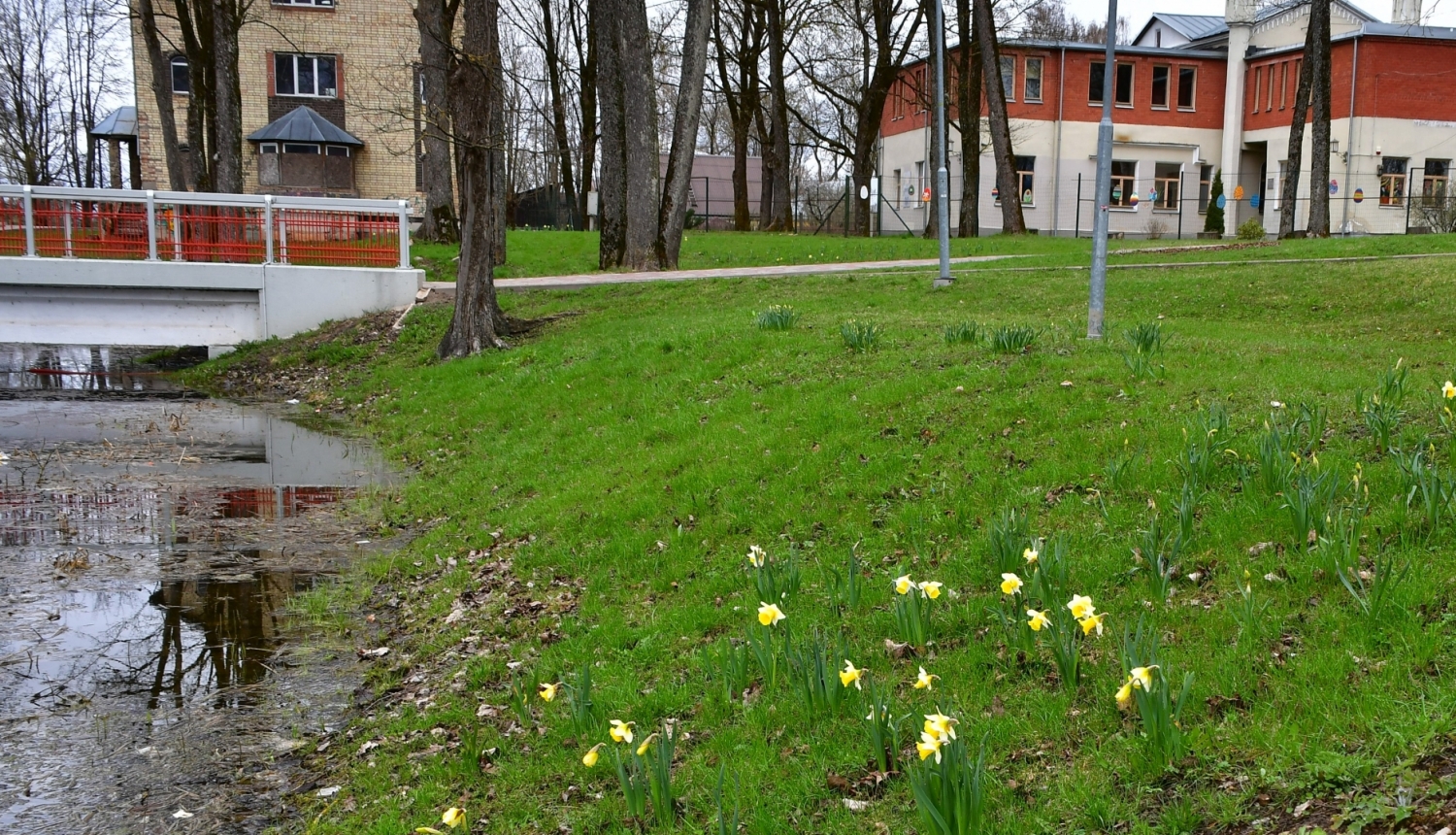 Narcises Kena parkā Jekabpilī